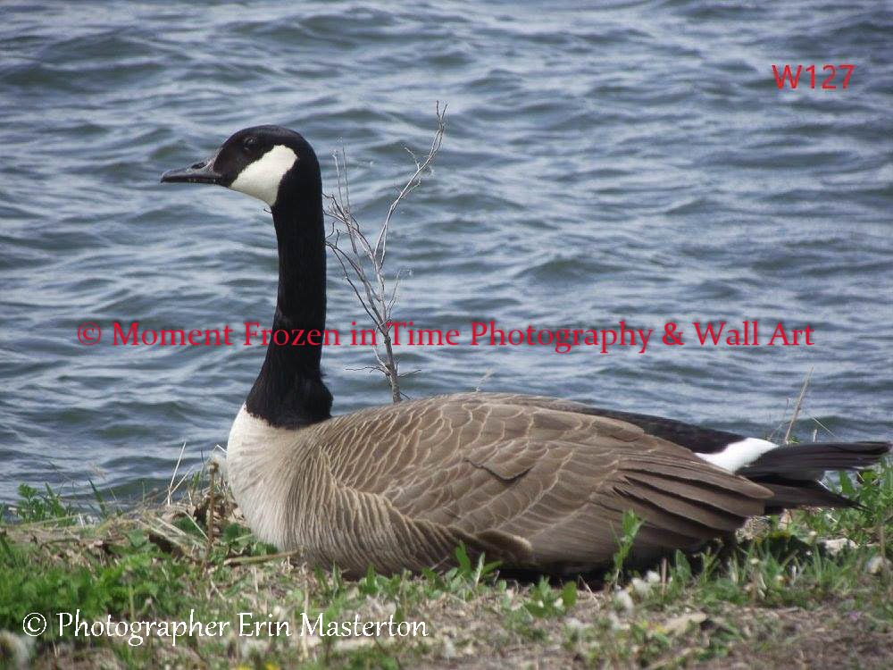 Wall Art 69