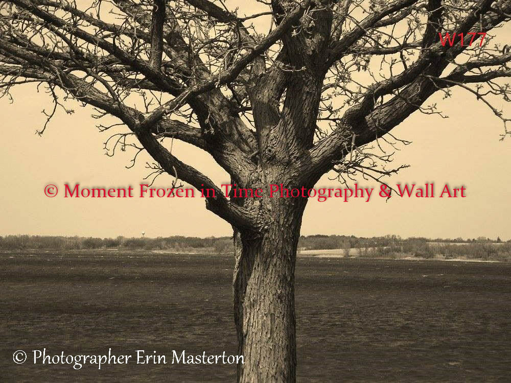 Wall Art 64